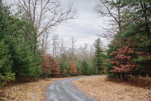 A wooded area in Centre County.