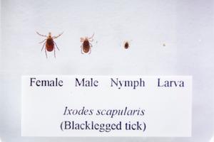 The life cycle of the black-legged tick.