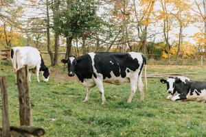 Three black and white cows in a field.
