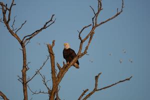 An eagle at the Middle Creek Wildlife Management Area in Lancaster with migrating snow geese in the background.