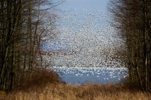 Thousands of migrating snow geese at the Middle Creek Wildlife Management Area in Lancaster County.