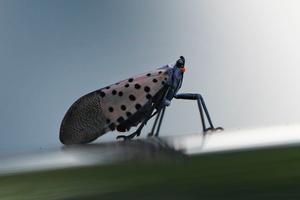 Kill-on-sight orders for the spotted lanternfly from Pennsylvania officials were meant to curb the spread of the ecologically and economically threatening pest through altruistic violence.