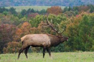Wild elk are a major tourism driver in the region. Wild elk are a major tourism driver in the region.