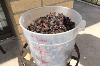 Harriet Campbell's bucket of dead spotted lanternflies on her balcony in Plymouth Meeting, Pa.  Photo Courtesy of Harriet Campbell