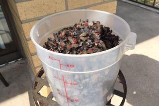 Harriet Campbell's bucket of dead spotted lanternflies on her balcony in Plymouth Meeting, Pa. Photo Courtesy of Harriet Campbell Harriet Campbell's bucket of dead spotted lanternflies on her balcony in Plymouth Meeting, Pa. Photo Courtesy of Harriet Campbell