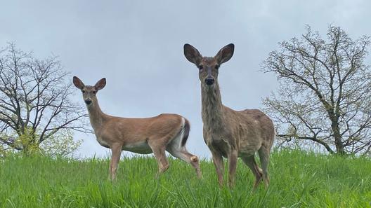 Two deer standing in grass