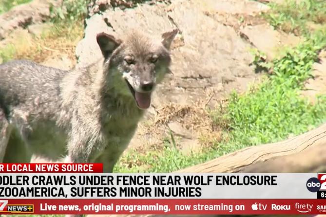 The wolf habitat at ZooAmerica in Hershey, PA.