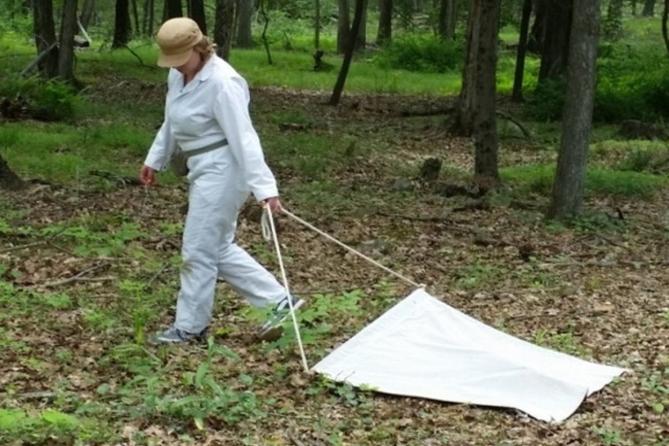 Dr. Danielle Tufts collects ticks for research by dragging a cloth along the ground.