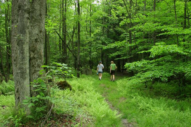 A hiking trail in Allegheny National Forest