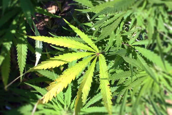 A cannabis plant.