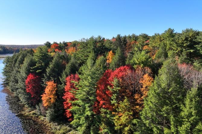 Green, red, and orange trees viewed from afar.