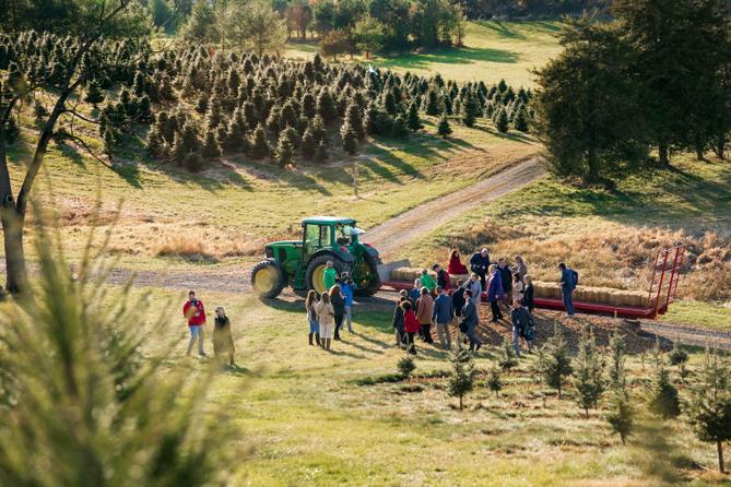 McCurdy’s Christmas Tree Farm in Dillsburg, Pennsylvania, on Monday, November 25, 2019.