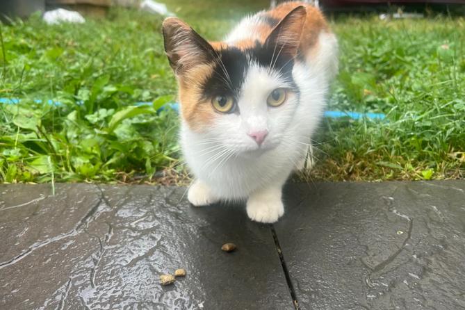 A photo of Callie, a semi-feral cat in Perry Township, who attacked the Biehl family because she had rabies.