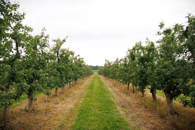 Fruit trees at a Lancaster County orchard affected by crop losses
