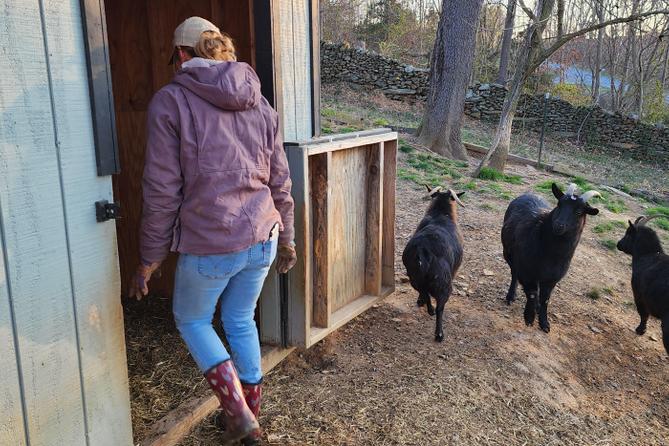 Aimee Morris walks into an animal pen as goats watch.