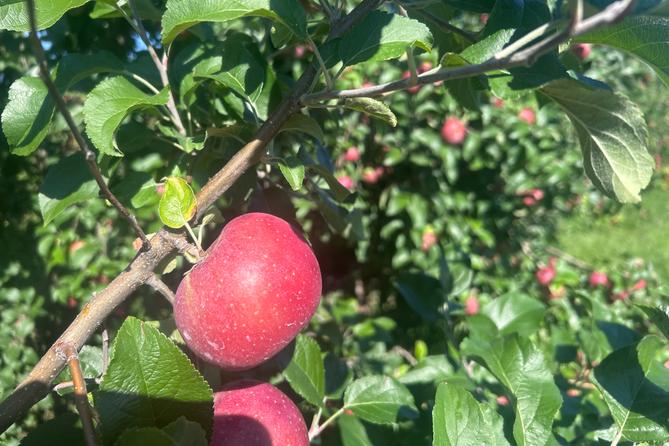 A York Imperial apple hangs from a tree A York Imperial apple hangs from a tree