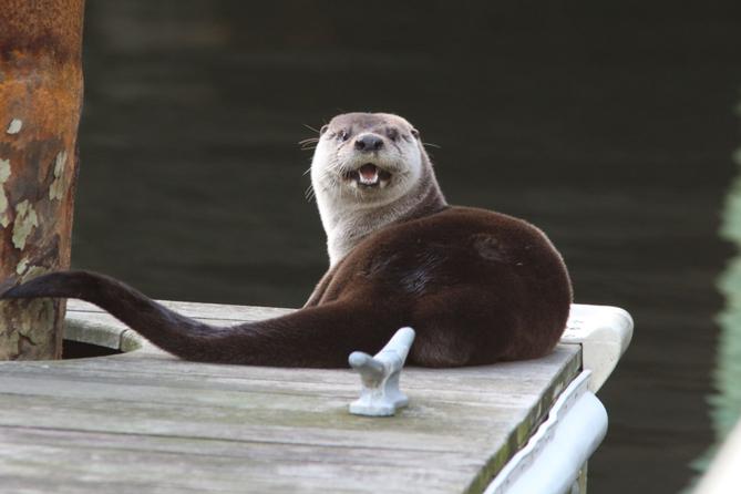 A river otter hangs out on a dock in Norfolk, VA, in 2018