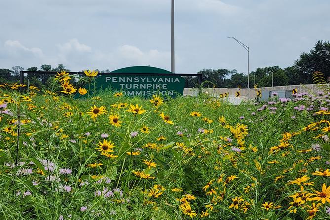 Wildflowers flourish on the grounds of the Pennsylvania Turnpike Commission’s headquarters near Harrisburg in July 2025.
