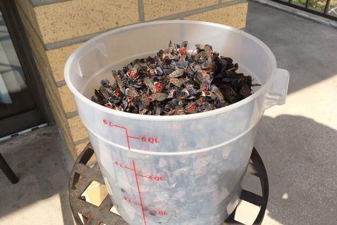 Harriet Campbell's bucket of dead spotted lanternflies on her balcony in Plymouth Meeting, Pa.  Photo Courtesy of Harriet Campbell